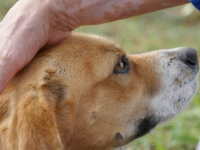 Bienestar Canino en Guarderia y Hotel 