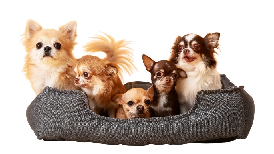 Guarderia y Hotel_Canino