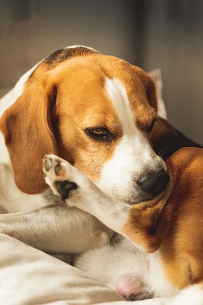 Beagle Raza de Perros